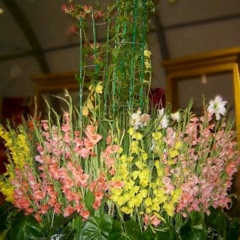 Se Gladiolus 'Butterfly Mix' ❤ Stort online udvalg i Plantetorvet ❤ Hurtig levering: 1 - 2 Hverdage samt billig fragt - Varenummer: PTT-90922 og barcode / Ean: på lager - Udsalg på Blomsterløg > Gladiolus Spar op til 61% - Over 322 kendte brands på udsalg