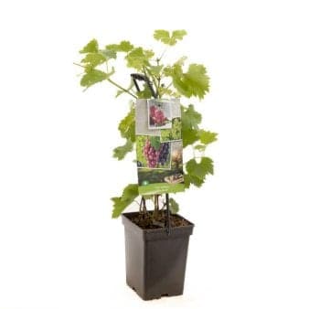 Se Vin planter Potte 4,0 liter,- 60-80 cm. ✔ Kæmpe udvalg i Plantetorvet ✔ Hurtig levering: 1 - 2 Hverdage samt billig fragt - Varenummer: PTT-97260 og barcode / Ean: på lager - Udsalg på Frugttræer & Frugtbuske > Vinplanter Spar op til 53% - Over 1334 design brands på udsalg