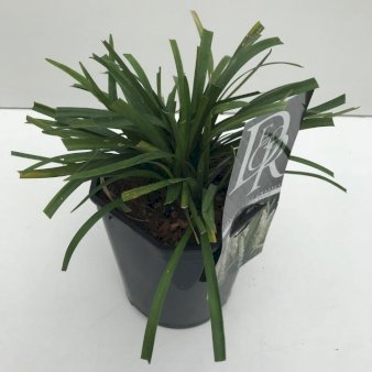 Se Japansk Skilla 'Monroe White' 2 Liter potte ✔ Kæmpe udvalg i  Plantetorvet - Køb online på udsalg og tilbud lige nu ✔ Hurtig levering: 1 - 2 Hverdage samt billig fragt - Varenummer: PTT-100251 og barcode / Ean:  på lager - Udsalg på Stauder > Liriope Spar op til 55% - Over 1334 design brands på udsalg