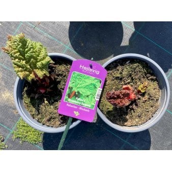 Se Rabarber 'Fulton´s Strawberry Surprise' 2 Liter potte ✔ Kæmpe udvalg i  Plantetorvet - Køb online på udsalg og tilbud lige nu ✔ Hurtig levering: 1 - 2 Hverdage samt billig fragt - Varenummer: PTT-101125 og barcode / Ean:  på lager - Udsalg på Frugttræer & Frugtbuske > Rabarber Spar op til 52% - Over 1354 design brands på udsalg