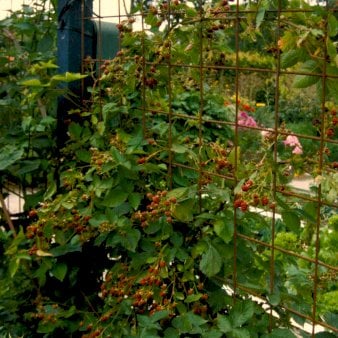 Se Brombær 'Chester Thornless' Potte 3,0 liter,- 40-60 cm. ✔ Kæmpe udvalg i  Plantetorvet - Køb online på udsalg og tilbud lige nu ✔ Hurtig levering: 1 - 2 Hverdage samt billig fragt - Varenummer: PTT-99488 og barcode / Ean:  på lager - Udsalg på Frugttræer & Frugtbuske > Brombær Spar op til 58% - Over 1354 design brands på udsalg