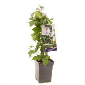 Se Brombær 'Triple Crown' Potte 4,0 liter,- 60-80 cm. ✔ Kæmpe udvalg i  Plantetorvet - Køb online på udsalg og tilbud lige nu ✔ Hurtig levering: 1 - 2 Hverdage samt billig fragt - Varenummer: PTT-97154 og barcode / Ean:  på lager - Udsalg på Frugttræer & Frugtbuske > Brombær Spar op til 61% - Over 1354 design brands på udsalg