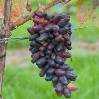 Se Vin 'Datteltraube' Potte 3,0 liter,- 80-100 cm. ✔ Kæmpe udvalg i  Plantetorvet - Køb online på udsalg og tilbud lige nu ✔ Hurtig levering: 1 - 2 Hverdage samt billig fragt - Varenummer: PTT-99518 og barcode / Ean:  på lager - Udsalg på Frugttræer & Frugtbuske > Vinplanter Spar op til 59% - Over 1334 design mærker på udsalg