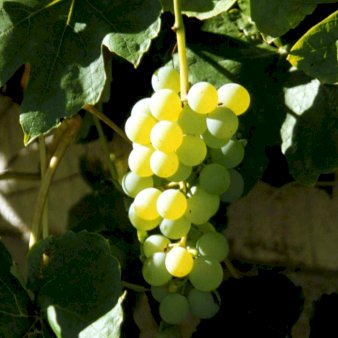 Se Vin 'Millenium' Potte 3,0 liter,- 80-100 cm. ✔ Kæmpe udvalg i  Plantetorvet - Køb online på udsalg og tilbud lige nu ✔ Hurtig levering: 1 - 2 Hverdage samt billig fragt - Varenummer: PTT-99523 og barcode / Ean:  på lager - Udsalg på Frugttræer & Frugtbuske > Vinplanter Spar op til 58% - Over 1334 design mærker på udsalg