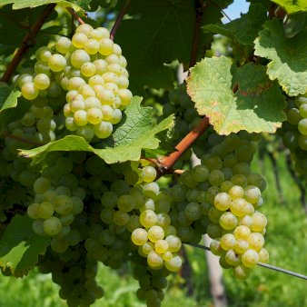 Se Vin 'Phönix' Potte 3,0 liter,- 80-100 cm. ✔ Kæmpe udvalg i  Plantetorvet - Køb online på udsalg og tilbud lige nu ✔ Hurtig levering: 1 - 2 Hverdage samt billig fragt - Varenummer: PTT-99528 og barcode / Ean:  på lager - Udsalg på Frugttræer & Frugtbuske > Vinplanter Spar op til 59% - Over 1354 design brands på udsalg