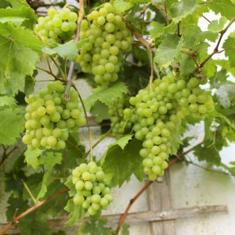 Se Vin 'Romulus' Potte 3,0 liter,- 80-100 cm. ✔ Kæmpe udvalg i  Plantetorvet - Køb online på udsalg og tilbud lige nu ✔ Hurtig levering: 1 - 2 Hverdage samt billig fragt - Varenummer: PTT-99534 og barcode / Ean:  på lager - Udsalg på Frugttræer & Frugtbuske > Vinplanter Spar op til 57% - Over 1334 design mærker på udsalg