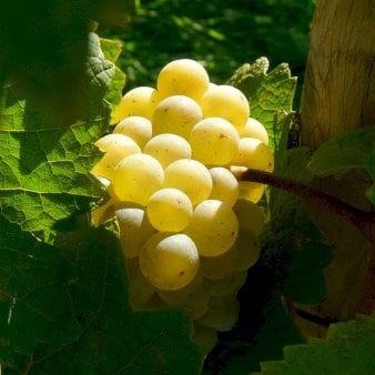 Se Vin 'Banana' Potte 3,0 liter,- 80-100 cm. ✔ Kæmpe udvalg i  Plantetorvet - Køb online på udsalg og tilbud lige nu ✔ Hurtig levering: 1 - 2 Hverdage samt billig fragt - Varenummer: PTT-99515 og barcode / Ean:  på lager - Udsalg på Frugttræer & Frugtbuske > Vinplanter Spar op til 52% - Over 1334 design mærker på udsalg