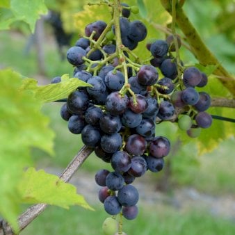 Se Vin 'Muskat New York' Potte 3,0 liter,- 80-100 cm. ✔ Kæmpe udvalg i  Plantetorvet - Køb online på udsalg og tilbud lige nu ✔ Hurtig levering: 1 - 2 Hverdage samt billig fragt - Varenummer: PTT-99525 og barcode / Ean:  på lager - Udsalg på Frugttræer & Frugtbuske > Vinplanter Spar op til 51% - Over 1334 design mærker på udsalg