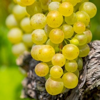 Se Vin 'Pusztatraube' Potte 3,0 liter,- 80-100 cm. ✔ Kæmpe udvalg i  Plantetorvet - Køb online på udsalg og tilbud lige nu ✔ Hurtig levering: 1 - 2 Hverdage samt billig fragt - Varenummer: PTT-99531 og barcode / Ean:  på lager - Udsalg på Frugttræer & Frugtbuske > Vinplanter Spar op til 67% - Over 1334 design mærker på udsalg