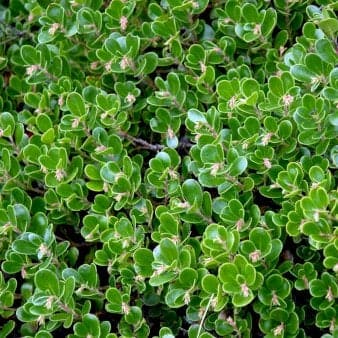 Se Melbærris 'Massachusetts' 10 cm potte ❤ Kæmpe udvalg i Plantetorvet ❤ Hurtig levering: 1 - 2 Hverdage samt billig fragt - Varenummer: PTT-98259 og barcode / Ean: på lager - Udsalg på Lyng > Melbærris Spar op til 54% - Over 785 kendte brands på udsalg