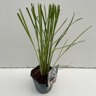 Se Pampasgræs 2 Liter potte ✔ Kæmpe udvalg i  Plantetorvet - Køb online på udsalg og tilbud lige nu ✔ Hurtig levering: 1 - 2 Hverdage samt billig fragt - Varenummer: PTT-50807 og barcode / Ean:  på lager - Udsalg på Prydgræs > Pampasgræs Spar op til 59% - Over 1334 design brands på udsalg
