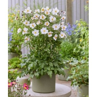 Se Anemone'Fantasy Elsa' 1 liter potte ✔ Kæmpe udvalg i  Plantetorvet - Køb online på udsalg og tilbud lige nu ✔ Hurtig levering: 1 - 2 Hverdage samt billig fragt - Varenummer: PTT-96101 og barcode / Ean:  på lager - Udsalg på Stauder > Anemone Spar op til 57% - Over 1334 design brands på udsalg