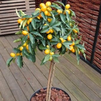 Se Kumquat med frugt Opstammet 100 cm. 5 liter potte ✔ Kæmpe udvalg i Plantetorvet ✔ Hurtig levering: 1 - 2 Hverdage samt billig fragt - Varenummer: PTT-97213 og barcode / Ean: på lager - Udsalg på Terrasse Planter > Citrus Spar op til 54% - Over 1334 design brands på udsalg