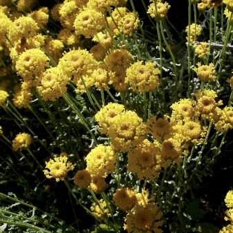 Se Bomulds lavendel 1 liter potte ✔ Kæmpe udvalg i  Plantetorvet - Køb online på udsalg og tilbud lige nu ✔ Hurtig levering: 1 - 2 Hverdage samt billig fragt - Varenummer: PTT-100562 og barcode / Ean:  på lager - Udsalg på Krydderurter > Cypresurt Spar op til 52% - Over 1334 design brands på udsalg
