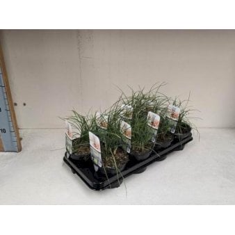 Se Safran 1 liter potte ✔ Kæmpe udvalg i  Plantetorvet - Køb online på udsalg og tilbud lige nu ✔ Hurtig levering: 1 - 2 Hverdage samt billig fragt - Varenummer: PTT-100305 og barcode / Ean:  på lager - Udsalg på Krydderurter > Øvrige krydderurter Spar op til 51% - Over 1334 design mærker på udsalg