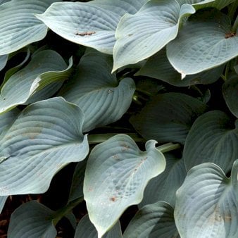 Se Hosta 'Diamond Lake' 2 liter potte ✔ Kæmpe udvalg i  Plantetorvet - Køb online på udsalg og tilbud lige nu ✔ Hurtig levering: 1 - 2 Hverdage samt billig fragt - Varenummer: PTT-97012 og barcode / Ean:  på lager - Udsalg på Stauder > Hosta / Funkia Spar op til 59% - Over 1334 design brands på udsalg