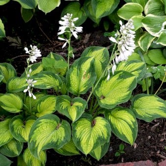 Se Hosta 'Hudson Bay' 2 liter potte ✔ Kæmpe udvalg i  Plantetorvet - Køb online på udsalg og tilbud lige nu ✔ Hurtig levering: 1 - 2 Hverdage samt billig fragt - Varenummer: PTT-97015 og barcode / Ean:  på lager - Udsalg på Stauder > Hosta / Funkia Spar op til 58% - Over 1354 design brands på udsalg