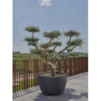Se Megalos, antracitgrå H: 83 cm B: 145 cm ✔ Kæmpe udvalg i  Plantetorvet - Køb online på udsalg og tilbud lige nu ✔ Hurtig levering: 1 - 2 Hverdage samt billig fragt - Varenummer: PTT-99743 og barcode / Ean:  på lager - Udsalg på Havekrukker > Runde krukker Spar op til 62% - Over 1354 design brands på udsalg