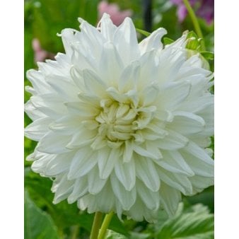 Se Dahlia 'Bull's Pride' ✔ Kæmpe udvalg i  Plantetorvet - Køb online på udsalg og tilbud lige nu ✔ Hurtig levering: 1 - 2 Hverdage samt billig fragt - Varenummer: PTT-100246 og barcode / Ean:  på lager - Udsalg på Blomsterløg > Dahlia Spar op til 57% - Over 1334 design mærker på udsalg