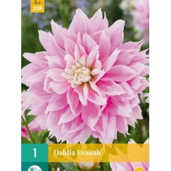 Se Dahlia &
