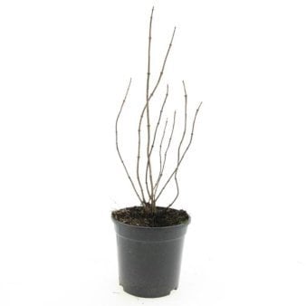 Se Uægte Jasmin 'Coronarius' 1,5 liter potte ✔ Kæmpe udvalg i  Plantetorvet - Køb online på udsalg og tilbud lige nu ✔ Hurtig levering: 1 - 2 Hverdage samt billig fragt - Varenummer: PTT-100283 og barcode / Ean:  på lager - Udsalg på Prydbuske > Uægte Jasmin Spar op til 67% - Over 1334 design brands på udsalg
