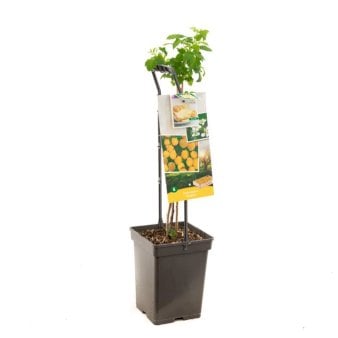 Se Efterårs Hindbær 'Fallgold' Potte 4,0 liter,- 60-80 cm. ✔ Kæmpe udvalg i  Plantetorvet - Køb online på udsalg og tilbud lige nu ✔ Hurtig levering: 1 - 2 Hverdage samt billig fragt - Varenummer: PTT-97157 og barcode / Ean:  på lager - Udsalg på Frugttræer & Frugtbuske > Hindbær Spar op til 65% - Over 1354 design brands på udsalg