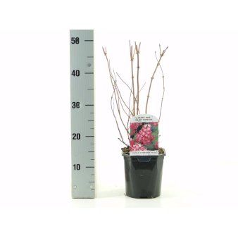 Se Stjernetop 'Strawberry Fields' 2 Liter potte ✔ Kæmpe udvalg i  Plantetorvet - Køb online på udsalg og tilbud lige nu ✔ Hurtig levering: 1 - 2 Hverdage samt billig fragt - Varenummer: PTT-100727 og barcode / Ean:  på lager - Udsalg på Prydbuske > Stjernetop Spar op til 54% - Over 1334 design brands på udsalg