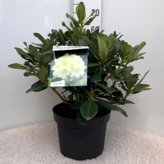 Se 'Horizon Monarch' ✔ Kæmpe udvalg i Plantetorvet ✔ Hurtig levering: 1 - 2 Hverdage samt billig fragt - Varenummer: PTT-63927 og barcode / Ean: på lager - Udsalg på Rhododendron > Storbladede Hybrider Spar op til 57% - Over 1334 design brands på udsalg