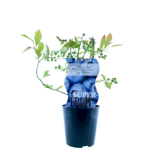 Se Storfrugtet Blåbær 'Berkeley' 1 liter potte ✔ Kæmpe udvalg i  Plantetorvet - Køb online på udsalg og tilbud lige nu ✔ Hurtig levering: 1 - 2 Hverdage samt billig fragt - Varenummer: PTT-100372 og barcode / Ean:  på lager - Udsalg på Frugttræer & Frugtbuske > Blåbær Spar op til 65% - Over 1334 design brands på udsalg