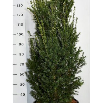 Se Taks 'Hillii' Potte 35 liter,- 125-150 cm. ✔ Kæmpe udvalg i  Plantetorvet - Køb online på udsalg og tilbud lige nu ✔ Hurtig levering: 1 - 2 Hverdage samt billig fragt - Varenummer: PTT-99250 og barcode / Ean:  på lager - Udsalg på Hækplanter > Taks Spar op til 67% - Over 1334 design mærker på udsalg
