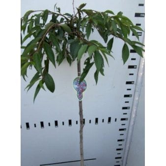 Se Japansk hængekirsebær Opstammet 120 cm. 7,5 liter potte ✔ Kæmpe udvalg i  Plantetorvet - Køb online på udsalg og tilbud lige nu ✔ Hurtig levering: 1 - 2 Hverdage samt billig fragt - Varenummer: PTT-98533 og barcode / Ean:  på lager - Udsalg på Prydbuske > Japansk Kirsebær Spar op til 65% - Over 1354 design brands på udsalg