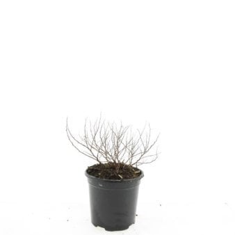 Se Spiraea japonica 'Golden Princess' 1,5 liter potte ✔ Kæmpe udvalg i  Plantetorvet - Køb online på udsalg og tilbud lige nu ✔ Hurtig levering: 1 - 2 Hverdage samt billig fragt - Varenummer: PTT-68251 og barcode / Ean:  på lager - Udsalg på Prydbuske > Spiræa Spar op til 66% - Over 1334 design brands på udsalg