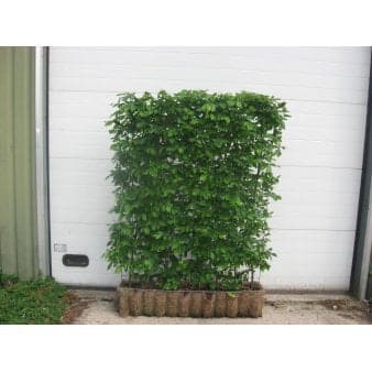 Se Modulhæk Avnbøg Modulhæk 1 m. (4-5 planter) - 40 liter 80-100 cm. høje ❤ Kæmpe udvalg i Plantetorvet ❤ Hurtig levering: 1 - 2 Hverdage samt billig fragt - Varenummer: PTT-98370 og barcode / Ean: på lager - Udsalg på Færdighæk > Modul Avnbøg Spar op til 64% - Over 785 kendte brands på udsalg