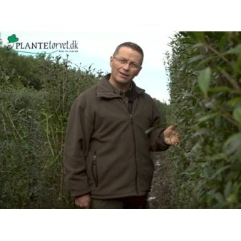 Se Liguster 'Atrovirens' Modulhæk 1 m (4-5 planter). - 40 liter min. 100 cm. høje ✔ Kæmpe udvalg i  Plantetorvet - Køb online på udsalg og tilbud lige nu ✔ Hurtig levering: 1 - 2 Hverdage samt billig fragt - Varenummer: PTT-98364 og barcode / Ean:  på lager - Udsalg på Hækplanter > Liguster Spar op til 57% - Over 1334 design mærker på udsalg