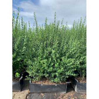 Se Liguster 'Atrovirens' Modulhæk 1 m (4-5 planter). - 90 liter min. 160-170 cm. høje ✔ Kæmpe udvalg i  Plantetorvet - Køb online på udsalg og tilbud lige nu ✔ Hurtig levering: 1 - 2 Hverdage samt billig fragt - Varenummer: PTT-81337 og barcode / Ean:  på lager - Udsalg på Hækplanter > Liguster Spar op til 56% - Over 1334 design mærker på udsalg