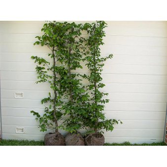 Se Herkules Avnbøg Modulhæk 1 m (4-5 planter). - 40 liter min. 80 cm. høje ✔ Kæmpe udvalg i  Plantetorvet - Køb online på udsalg og tilbud lige nu ✔ Hurtig levering: 1 - 2 Hverdage samt billig fragt - Varenummer: PTT-99681 og barcode / Ean:  på lager - Udsalg på Færdighæk > Avnbøg Spar op til 55% - Over 1334 design mærker på udsalg