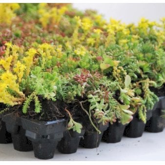Se Sedummåtter Klik-Bakke 40 x 60 cm. ✔ Kæmpe udvalg i  Plantetorvet - Køb online på udsalg og tilbud lige nu ✔ Hurtig levering: 1 - 2 Hverdage samt billig fragt - Varenummer: PTT-100759 og barcode / Ean:  på lager - Udsalg på Tagbeplantning > Sedummåtter Spar op til 61% - Over 1334 design brands på udsalg