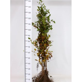 Se 10 stk. Avnbøg Barrods 100-125 cm. ✔ Kæmpe udvalg i  Plantetorvet - Køb online på udsalg og tilbud lige nu ✔ Hurtig levering: 1 - 2 Hverdage samt billig fragt - Varenummer: PTT-90771 og barcode / Ean:  på lager - Udsalg på Hækplanter > Avnbøg Spar op til 57% - Over 1354 design brands på udsalg