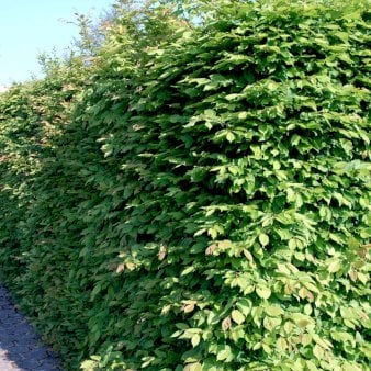 Se Avnbøg Modulhæk 1 m (4-5 planter). - 90 liter min. 160-170 cm. høje ✔ Kæmpe udvalg i  Plantetorvet - Køb online på udsalg og tilbud lige nu ✔ Hurtig levering: 1 - 2 Hverdage samt billig fragt - Varenummer: PTT-99709 og barcode / Ean:  på lager - Udsalg på Hækplanter > Avnbøg Spar op til 61% - Over 1334 design mærker på udsalg