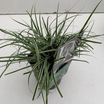 Se Star 'Everest' Potte 1,0 liter,- 25-30 cm. ✔ Kæmpe udvalg i  Plantetorvet - Køb online på udsalg og tilbud lige nu ✔ Hurtig levering: 1 - 2 Hverdage samt billig fragt - Varenummer: PTT-88660 og barcode / Ean:  på lager - Udsalg på Prydgræs > Star Spar op til 57% - Over 1334 design mærker på udsalg