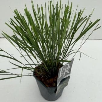 Se Regnbuegræs 'Sirocco' Potte 2 liter. ❤ Kæmpe udvalg i Plantetorvet ❤ Hurtig levering: 1 - 2 Hverdage samt billig fragt - Varenummer: PTT-73799 og barcode / Ean: på lager - Udsalg på Prydgræs > Regnbuegræs Spar op til 57% - Over 1160 kendte mærker på udsalg