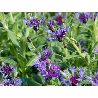 Se Bjerg-Knopurt 'Grandiflora' ✔ Kæmpe udvalg i  Plantetorvet - Køb online på udsalg og tilbud lige nu ✔ Hurtig levering: 1 - 2 Hverdage samt billig fragt - Varenummer: PTT-59549 og barcode / Ean:  på lager - Udsalg på Stauder > Knopurt Spar op til 51% - Over 1334 design mærker på udsalg