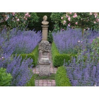 Se 28 stk. Katteurt / Blåkant 'Blue Wonder' Plugs i bakke ❤ Kæmpe udvalg i Plantetorvet ❤ Hurtig levering: 1 - 2 Hverdage samt billig fragt - Varenummer: PTT-97803 og barcode / Ean: på lager - Udsalg på Bunddække > Bunddækkende stauder Spar op til 53% - Over 1300 kendte brands på udsalg