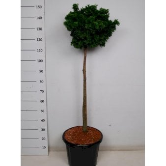 Solcypres 'Nana Gracilis'