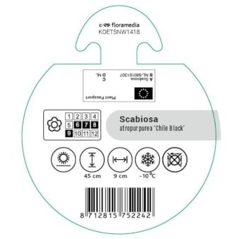 Se Scabiose 'Chile Black' Bakke med 12 stk. ✔ Kæmpe udvalg i  Plantetorvet - Køb online på udsalg og tilbud lige nu ✔ Hurtig levering: 1 - 2 Hverdage samt billig fragt - Varenummer: PTT-96075 og barcode / Ean:  på lager - Udsalg på Sommerblomster > Skabiose Spar op til 51% - Over 1354 design brands på udsalg