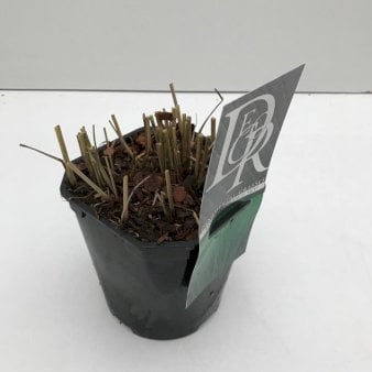 Se Rishirse 'Prairie Sky' 2 Liter potte ✔ Kæmpe udvalg i  Plantetorvet - Køb online på udsalg og tilbud lige nu ✔ Hurtig levering: 1 - 2 Hverdage samt billig fragt - Varenummer: PTT-50896 og barcode / Ean:  på lager - Udsalg på Prydgræs > Hirse Spar op til 52% - Over 1334 design brands på udsalg