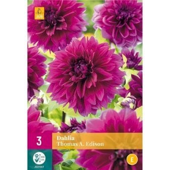 Se Dahlia Thomas A. Edison ✔ Kæmpe udvalg i  Plantetorvet - Køb online på udsalg og tilbud lige nu ✔ Hurtig levering: 1 - 2 Hverdage samt billig fragt - Varenummer: PTT-21221 og barcode / Ean:  på lager - Udsalg på Blomsterløg > Dahlia Spar op til 56% - Over 1334 design mærker på udsalg