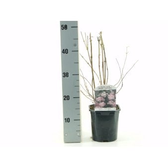 Se Stjernetop 'Mont Rose' 2 Liter potte ✔ Kæmpe udvalg i  Plantetorvet - Køb online på udsalg og tilbud lige nu ✔ Hurtig levering: 1 - 2 Hverdage samt billig fragt - Varenummer: PTT-100726 og barcode / Ean:  på lager - Udsalg på Prydbuske > Stjernetop Spar op til 62% - Over 1334 design brands på udsalg
