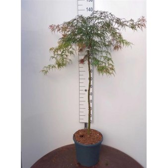 Se Japansk ahorn 'Garnet' Opstammet 90 cm. 18 liter potte ✔ Kæmpe udvalg i  Plantetorvet - Køb online på udsalg og tilbud lige nu ✔ Hurtig levering: 1 - 2 Hverdage samt billig fragt - Varenummer: PTT-98748 og barcode / Ean:  på lager - Udsalg på Prydbuske > Japanske Ahorn Spar op til 59% - Over 1334 design brands på udsalg