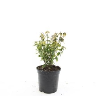 Se Benved 'Emerald Gold' 1,5 liter potte ✔ Kæmpe udvalg i  Plantetorvet - Køb online på udsalg og tilbud lige nu ✔ Hurtig levering: 1 - 2 Hverdage samt billig fragt - Varenummer: PTT-100268 og barcode / Ean:  på lager - Udsalg på Prydbuske > Benved Spar op til 55% - Over 1334 design brands på udsalg